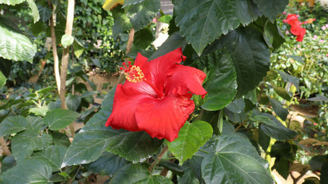 南国っぽい花の写真フリー素材　Tropical flower photo free material