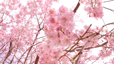 桜の束の写真フリー素材　Bunch of cherry blossoms photo free material