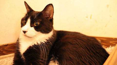 猫、ネコ、ねこ、雑種、ペット、動物の写真フリー素材 Cat, hybrid, pet, animal photo free material