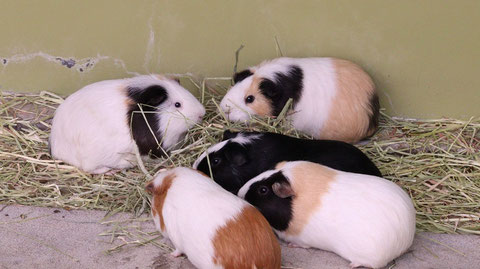 モルモット、ペット、哺乳類、動物園、動物の写真フリー素材　Guinea pigs, pets, mammals, zoos, animals photos free material