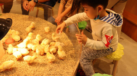 ヒヨコのフリー素材 Chick free material