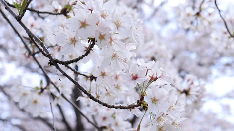 桜のアップの写真フリー素材　Cherry close-up photo free material