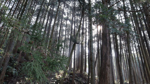 森林風景の写真フリー素材 Forest landscape photo free material