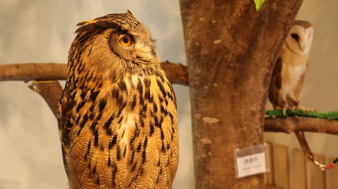 フクロウのフリー素材 Owl free material