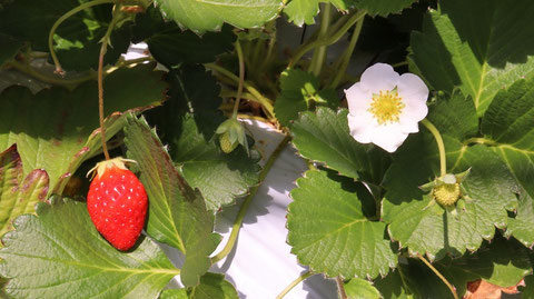 いちご、イチゴ、農園、果物、フルーツ、遊び、いちご狩り、苺、外食、食べ物の写真フリー素材　Strawberries,  Farms,  Fruits, Play, Strawberry Picking, Eating Out, Food Photos Free Material