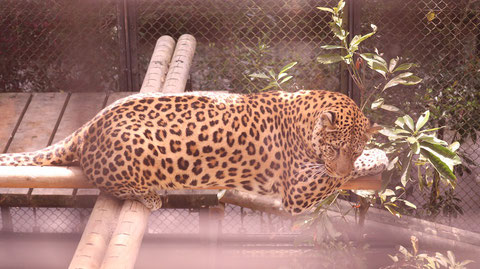 ヒョウ、豹、猫科、動物園、動物の写真フリー素材　Leopard,  feline, zoo, animal photo free material