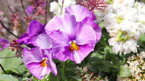 紫色の花の写真フリー素材　Purple flower photo free material