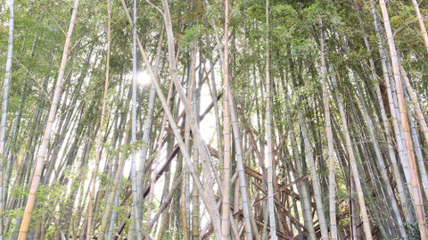 日が差す明るい竹林の写真フリー素材　Bright bamboo grove in the sun Free material