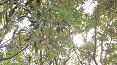 木漏れ日の写真フリー素材 Sunbeams photo free material