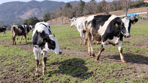 牧場、家畜、牛、乳牛、動物の写真フリー素材　Ranch, livestock, cow, dairy cow, animal photo free material