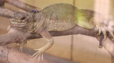 フィリピンホカケトカゲ、トカゲ、爬虫類、動物園、動物の写真フリー素材　Philippine sailfin lizard, lizard, reptile, zoo, animal photo free material