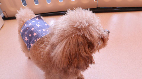 小型犬、トイプードル、犬、室内犬、動物の写真フリー素材　Small dogs, toy poodles, dogs, indoor dogs, animals photos free material