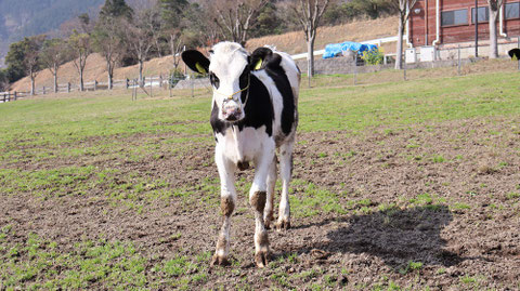 牧場、家畜、牛、乳牛、動物の写真フリー素材 Ranch, livestock, cow, dairy cow, animal photo free material
