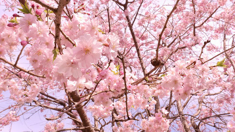 下から見た桜の写真フリー素材　Photo of cherry blossoms seen from below Free material