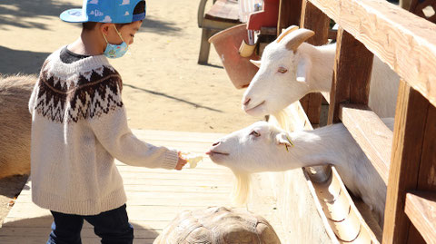 ヤギ動物のフリー素材　Goat Free material