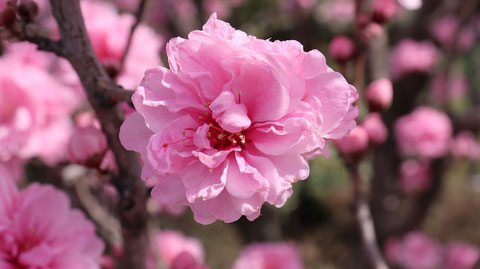 ピンクの花の写真フリー素材　Pink flower photo free material