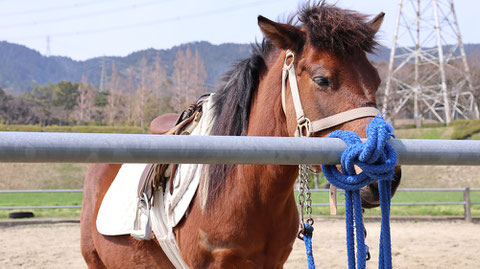 牧場、家畜、馬、ポニー、動物の写真フリー素材　Pictures of ranch, livestock, horse, pony, animal free material