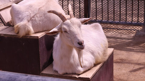 ヤギ、哺乳類、動物園、動物の写真フリー素材　Pictures of goats, mammals, zoos, animals Free material