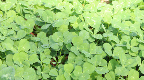 クローバー写真フリー素材　Clover photo free material