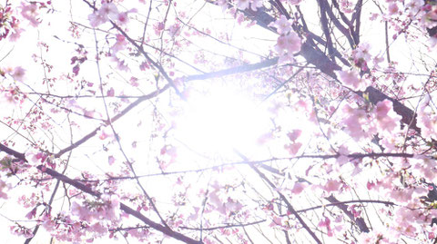 桜の間から木漏れ日の写真フリー素材　Photo-free material of sunlight through the cherry blossoms