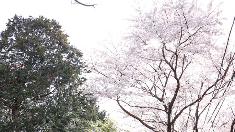 桜と木の写真フリー素材　Sakura and tree photo free material