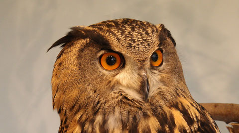 ベンガルワシミミズク、ミミズク、鳥、小動物、動物の写真フリー素材　Bengal Eagle Owl, Indian Eagle Owl, Birds, Small Animals, Animals Photos Free Material