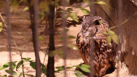 ふくろう、鳥、動物園、動物の写真フリー素材　Owls, Birds, Zoos, Animals Photos Free Material