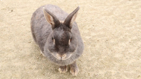 D28 ウサギ 動物 無料画像 Qreon素材ノート