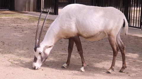 オリックス、アラビアオリックス、哺乳類、動物園、動物の写真フリー素材　Arabian Oryx, Mammals, Zoos, Animals Photos Free Material