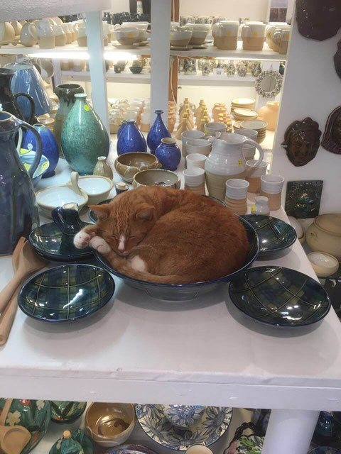 Katze in der Schüssel in der Crail Pottery