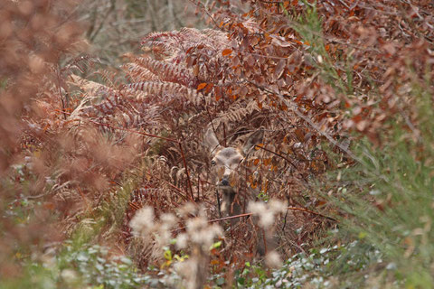 Biche dans les fougères