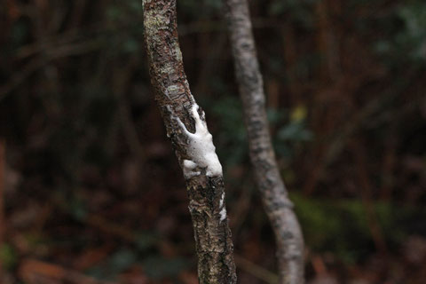 Ecume déposée sur un jeune chêne par un mâle durant le rut