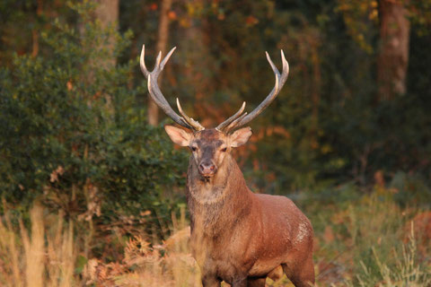 Les plus passionnés d'entre nous suivent les cerfs mâles au fil des ans