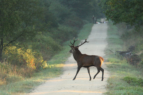 Le brame... La fin du calme chez les cerfs mais aussi la fin du calme en forêt avec la reprise la chasse et le retour de la foule...