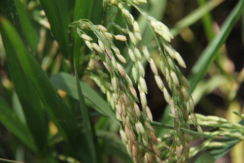 Reis-Erntezeit [time for the rice harvest] 