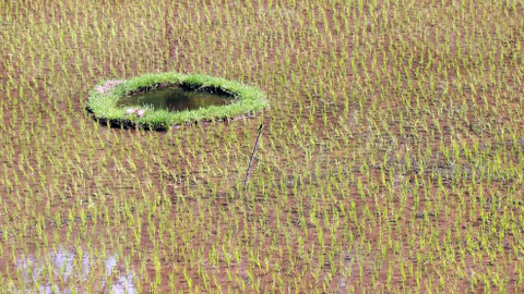 bound for eden, eva marie lobmaier, travel photography, natural pattern, Indonesia