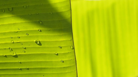 Banana-leafs, Ubud, Indonesia