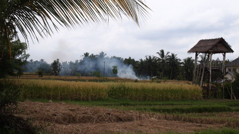 Up in the ricefields