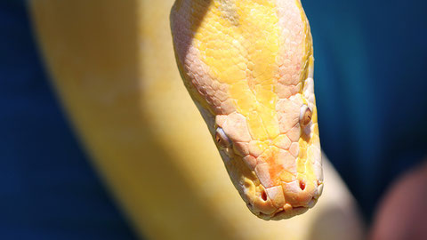 Burmese python, Johannesburg, South Africa