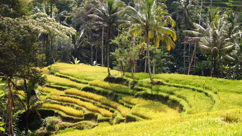 Rice-terraces
