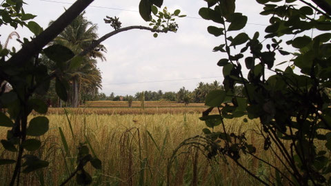 Up in the ricefields