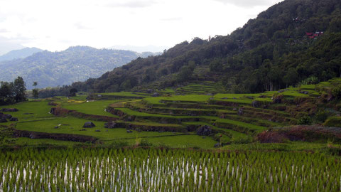 Ricefield in Tana Toraja, Indonesia