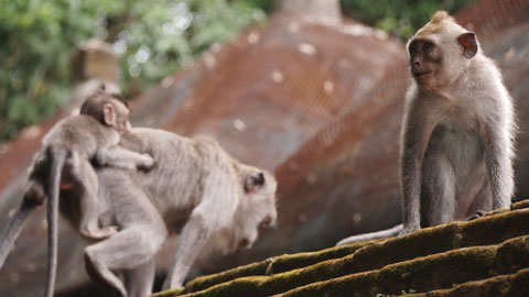 Monkeyforest in Ubud