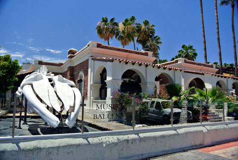 Museo de la Ballena La Paz Baja California Sur