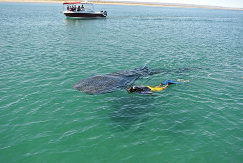 swimming with whale shark La Paz