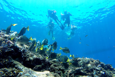 Snorkel en Isla Espíritu Santo Baja California Sur