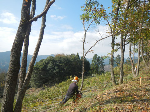 秋、秋の日差しで椎茸原木伐採
