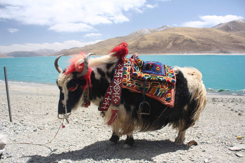 Yak am Yamdrok Lake