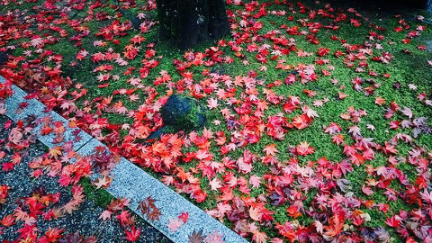 宝円寺とお庭の紅葉