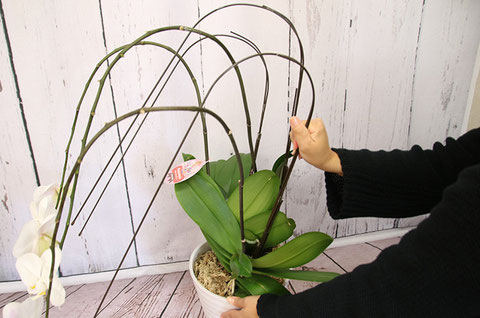 花が終わった胡蝶蘭のお手入れ方法 ボタニカルライフデザインemorabi エモラビ ページ 花が終わった胡蝶蘭のお手入れ方法 ボタニカルライフデザインemorabi エモラビ ページ